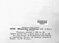 Diaporthe spiculosa image